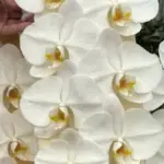 お花の就労継続支援B型事業所/ハートフェルト・フローラル・プロジェクト泉佐野／利用者さん募集中